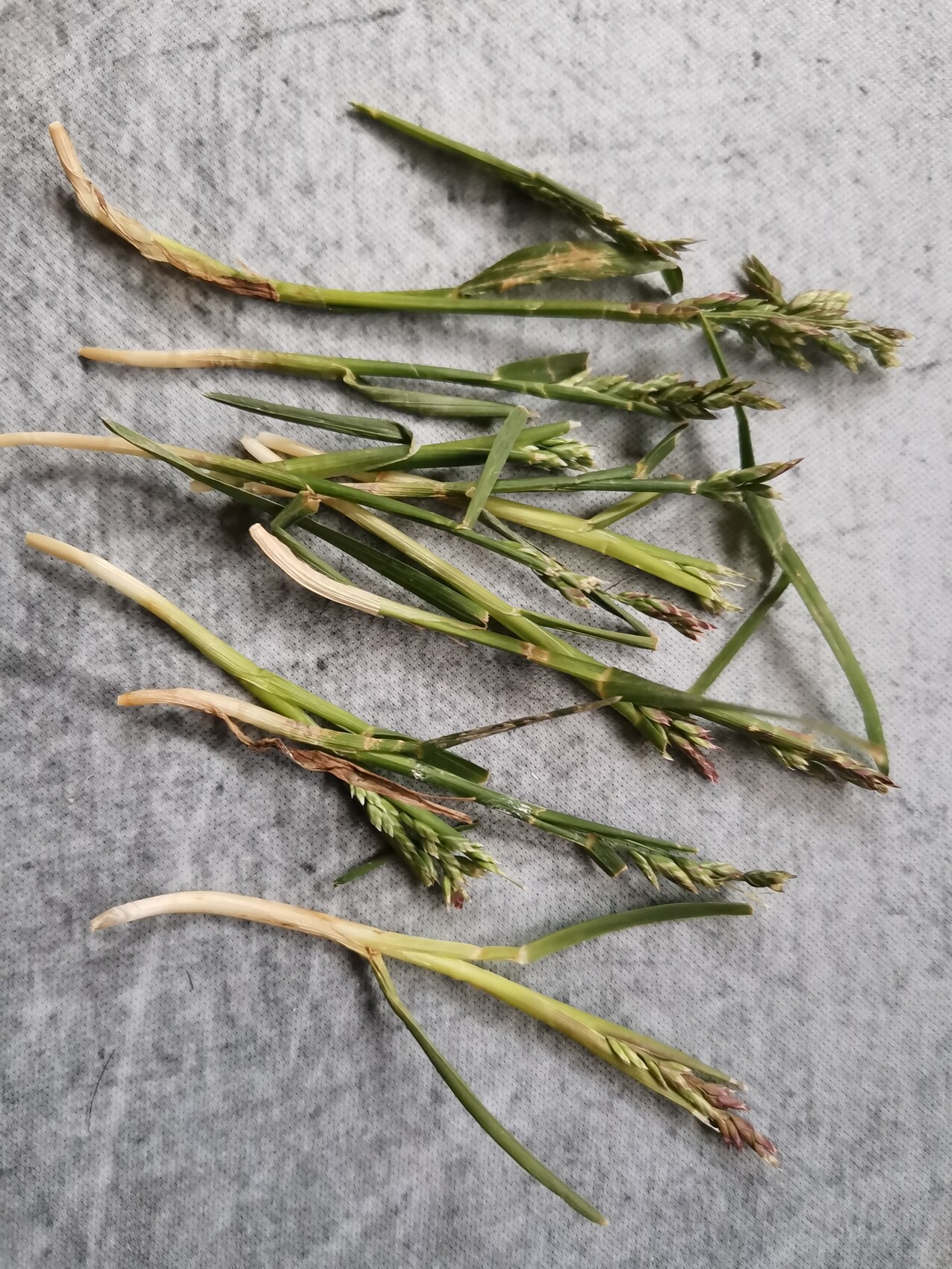 Several green grasses with narrow stems and flower panicles on gray background.