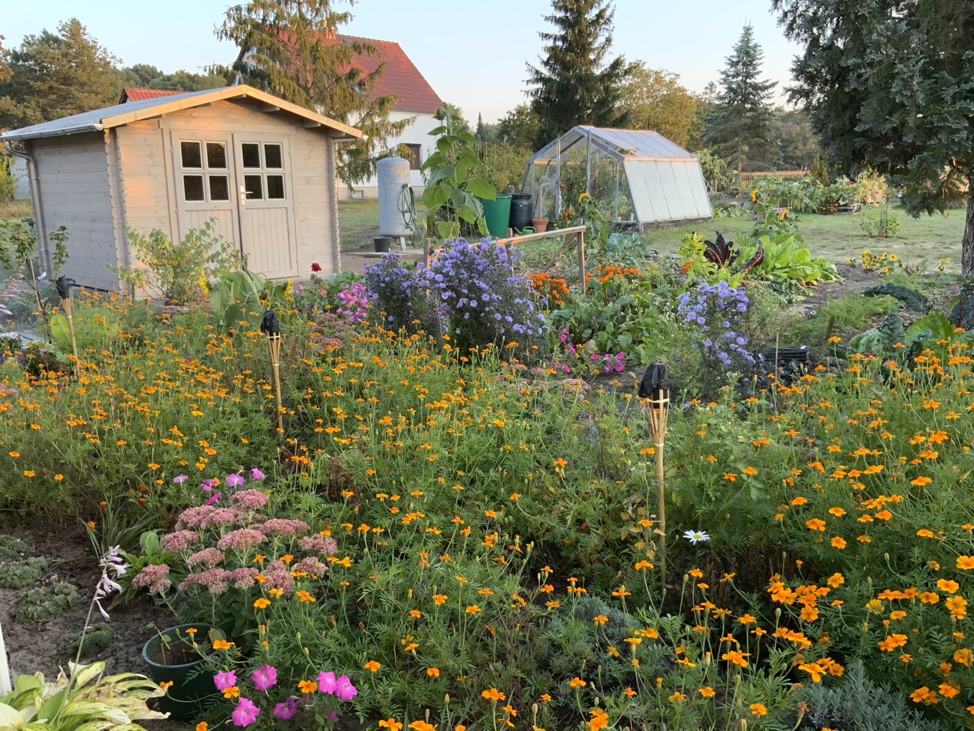 Garden with small wooden shed, glass greenhouse, and blooming flower beds.