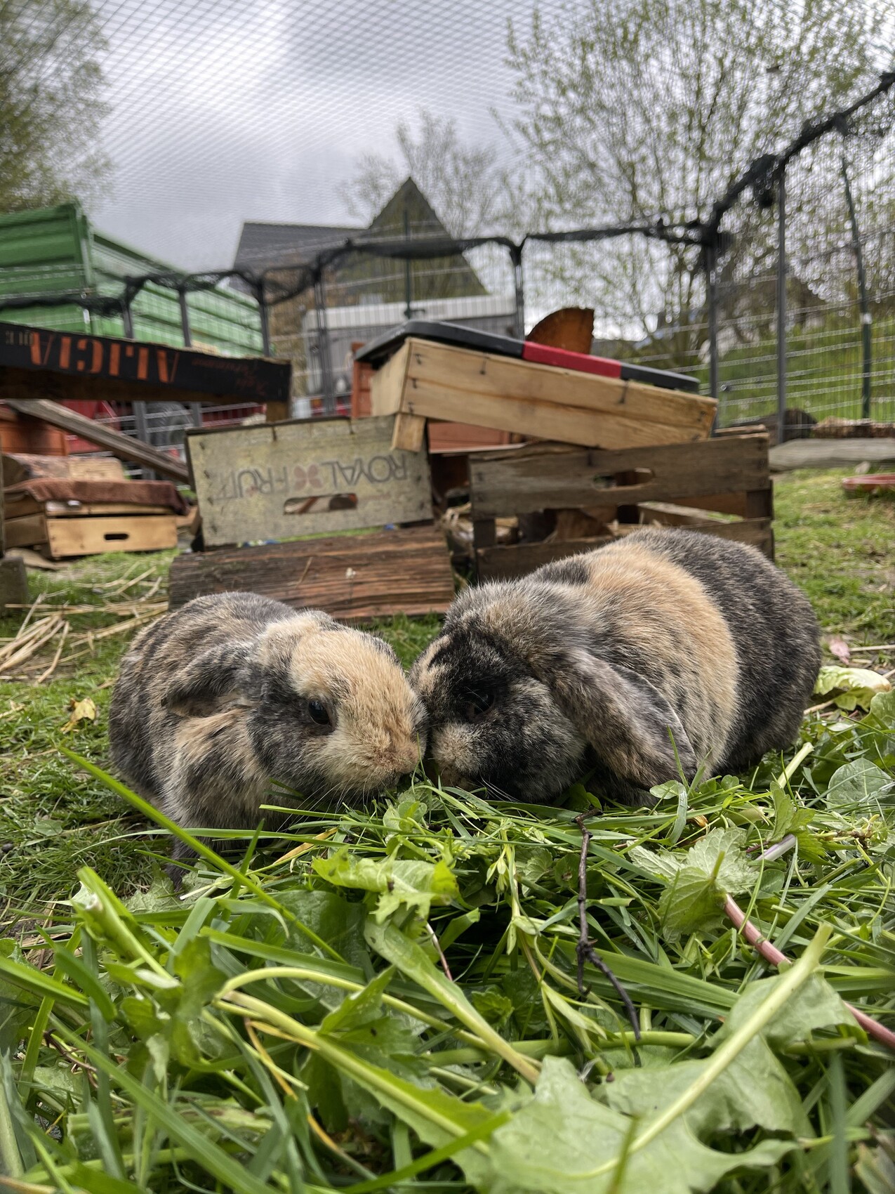 Two rabbits nibbling grass in the meadow, with wooden boxes and wire fence behind.