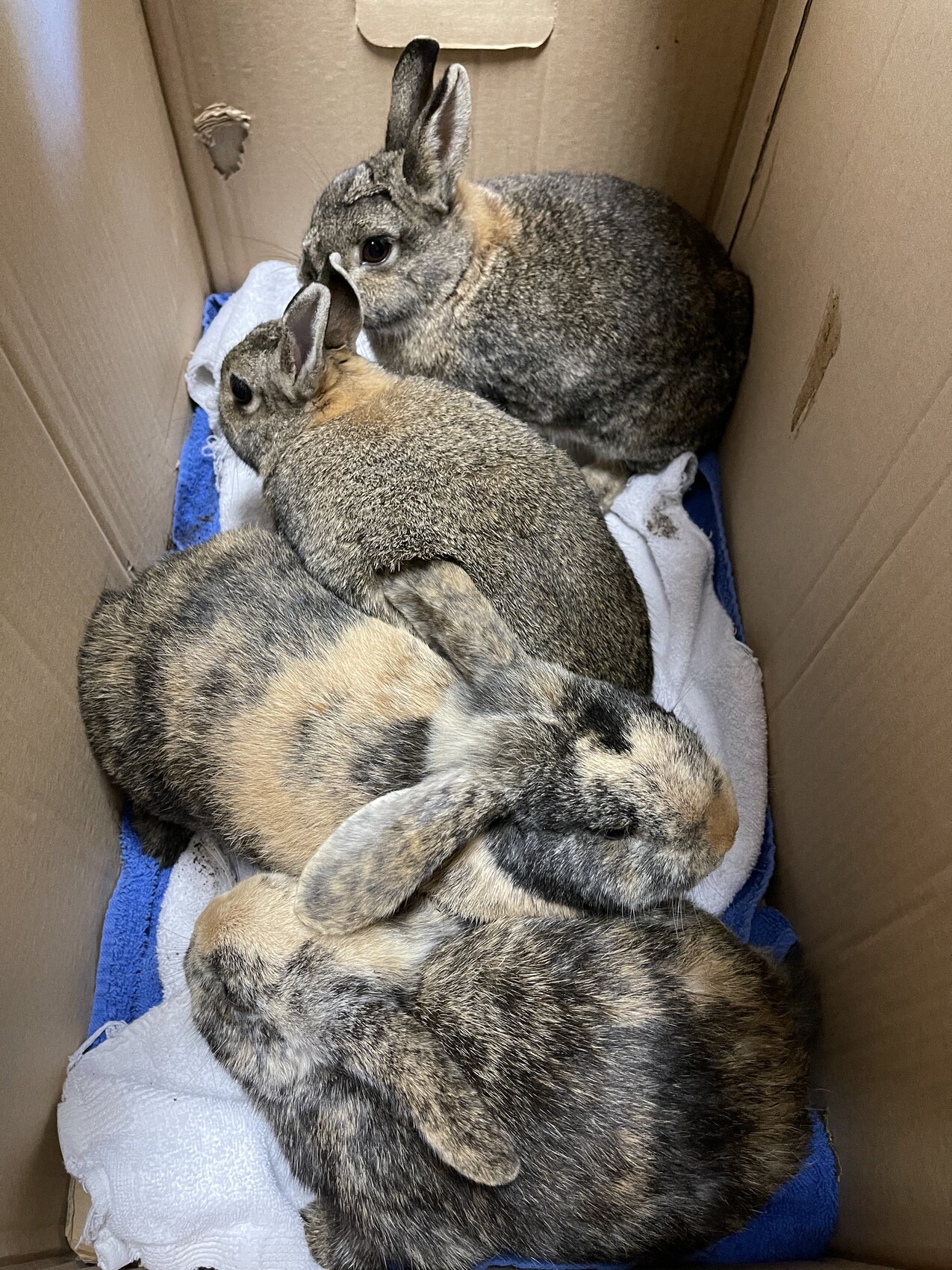Three rabbits cuddling in a cardboard box on towels.