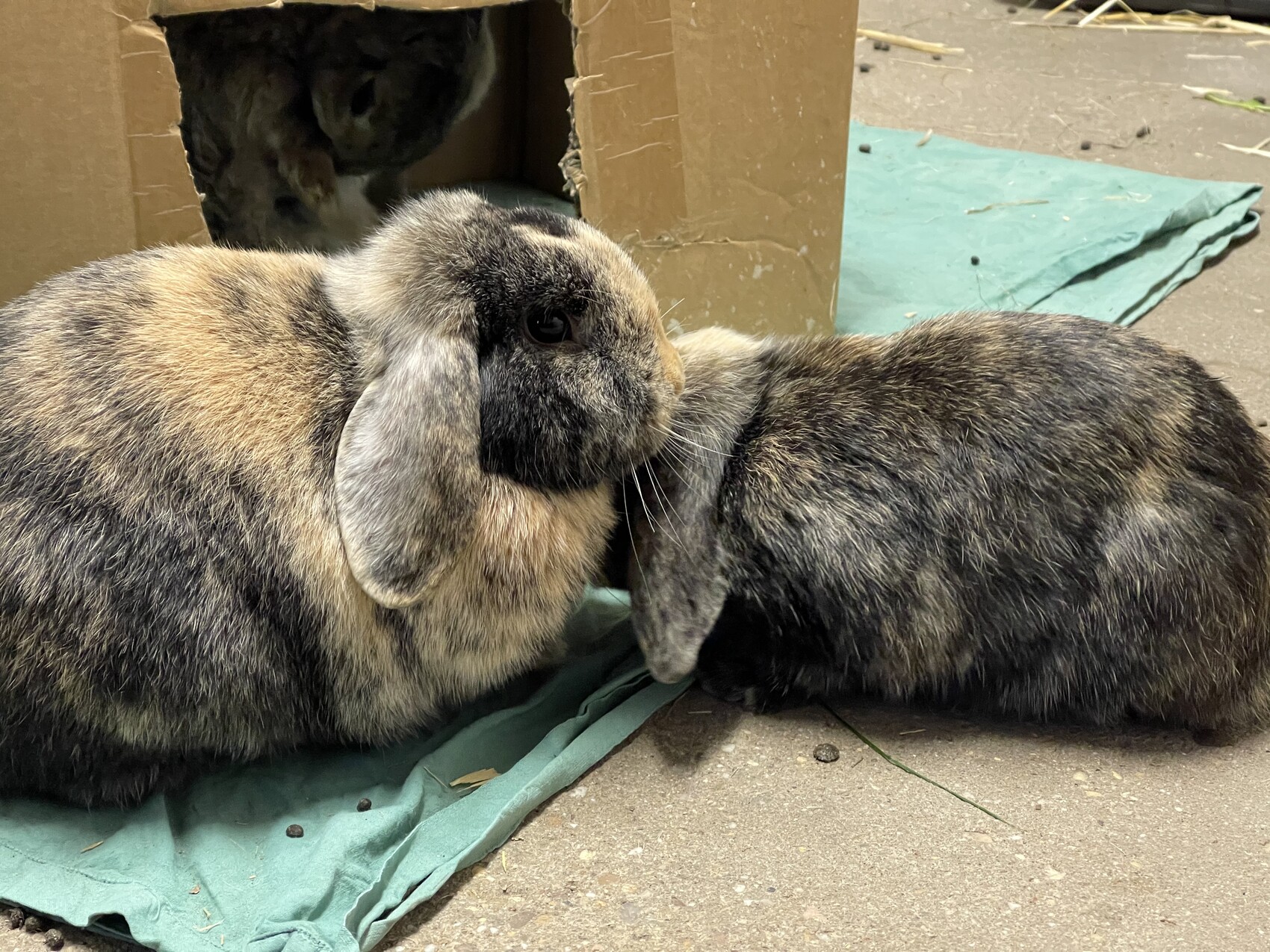 Two rabbits cuddling on a green cloth next to a cardboard box.
