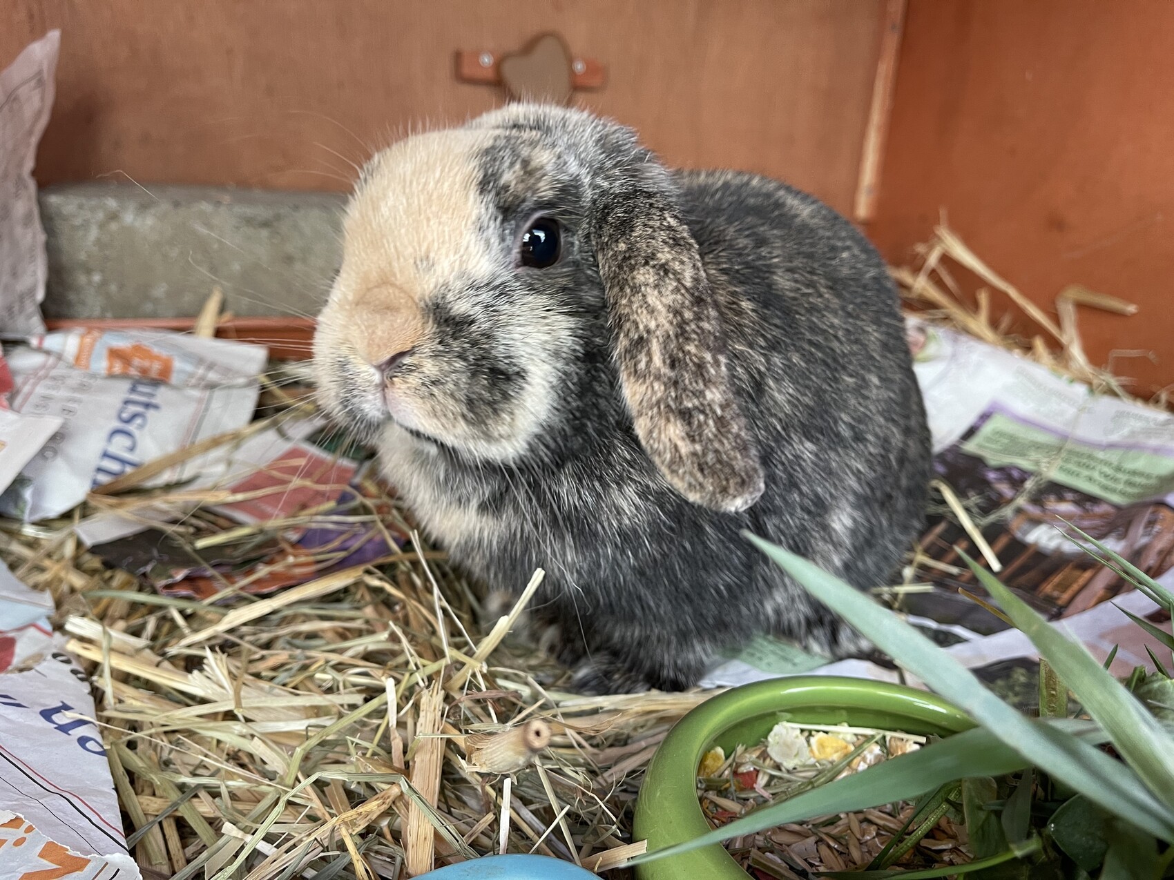 Rabbit with brown-gray fur sitting on straw in a box; next to a green feeding bowl and newspapers.