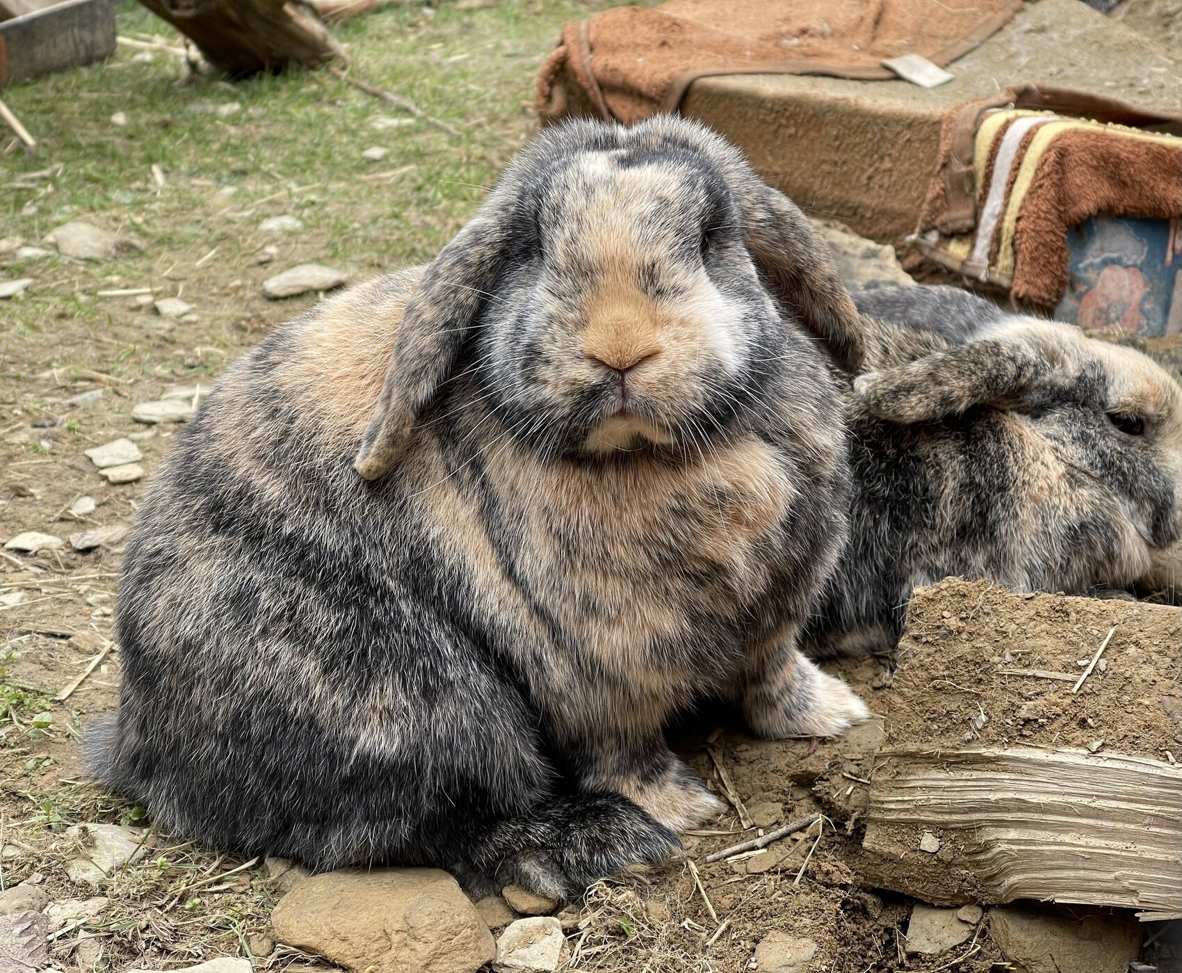 Two rabbits outdoors; one in front with gray-brown fur, the other resting in the back.