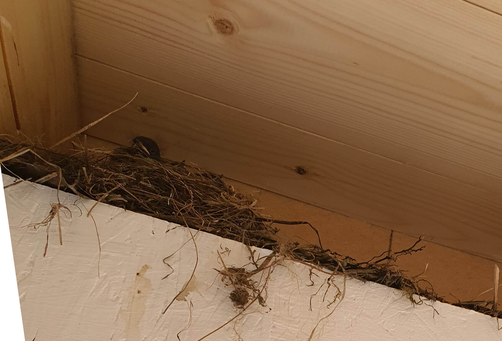 Bird's nest made of twigs in a corner between a wooden wall and ceiling.