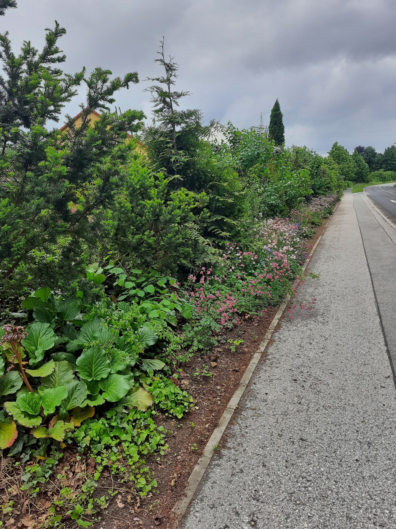 Bed with green plants and pink flowers along the sidewalk at the roadside, cloudy sky.