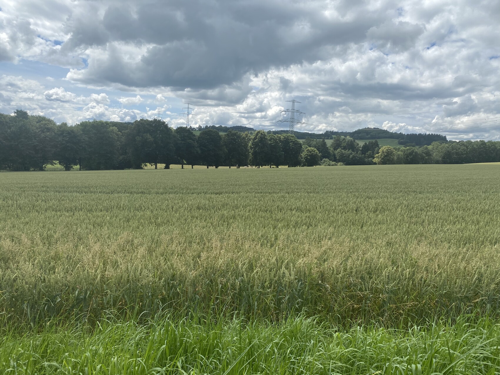 Wide grain field with row of trees on the edge, power lines and cloudy sky in the background.