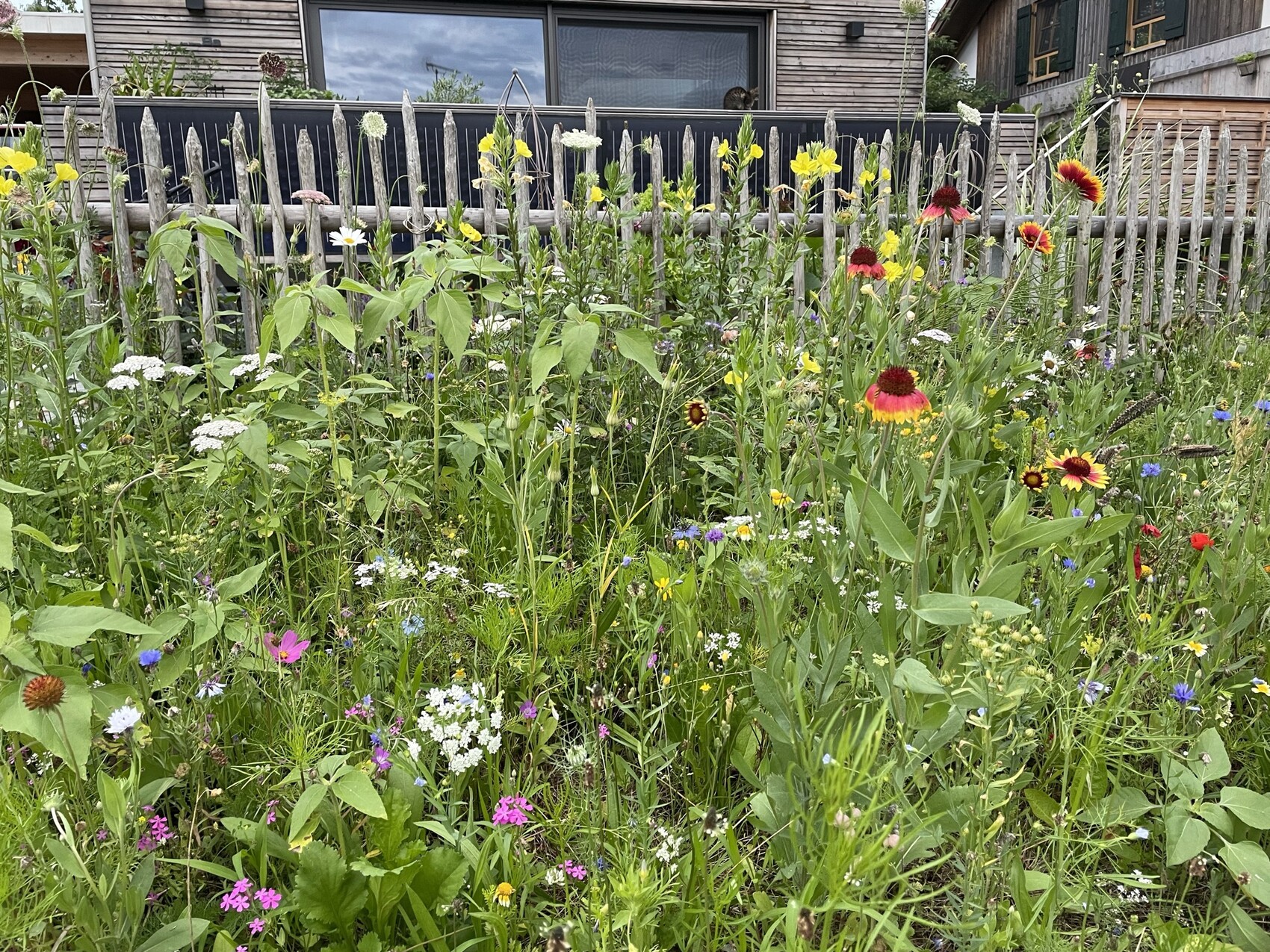 Colorful wildflower meadow in front of a wooden fence; red and yellow flowers dominate.