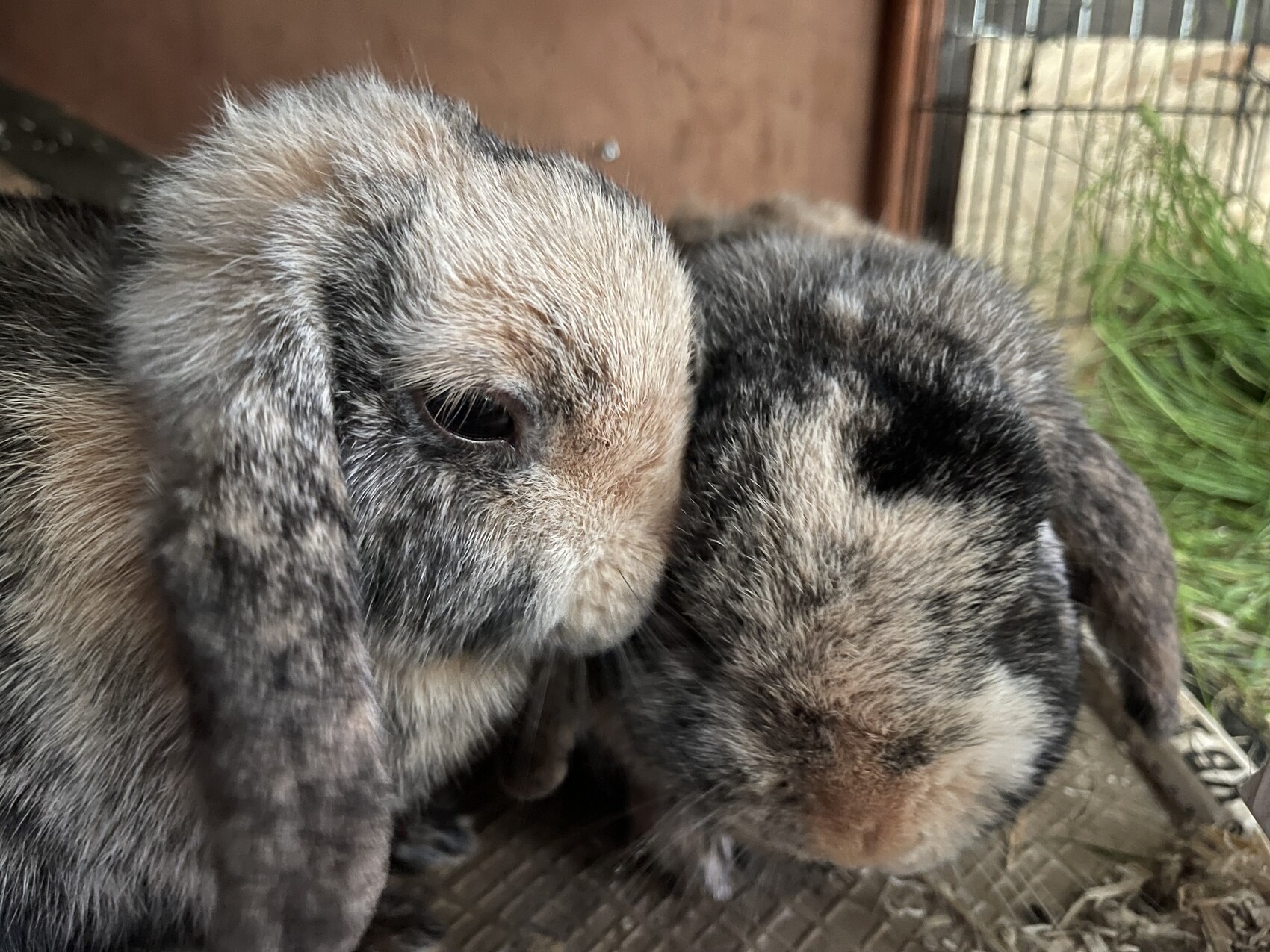 Two young rabbits cuddling closely together in a cage; light and dark fur.