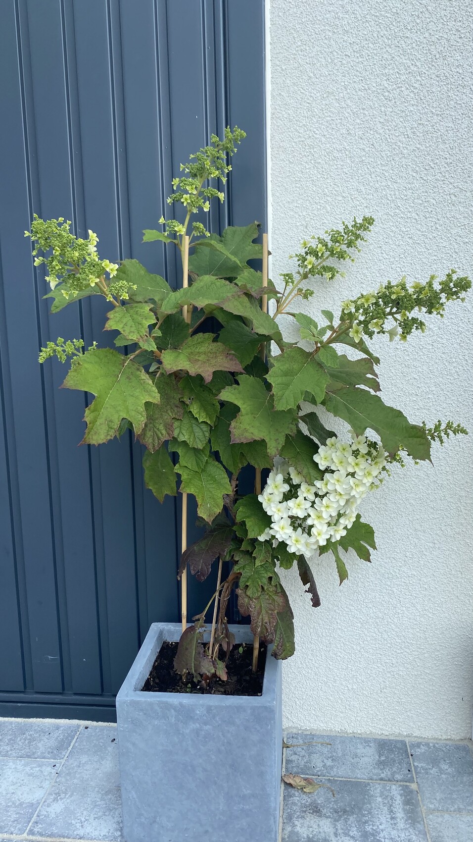 Large potted plant with green, lobed leaves and white flowers on the stem in front of a blue door.