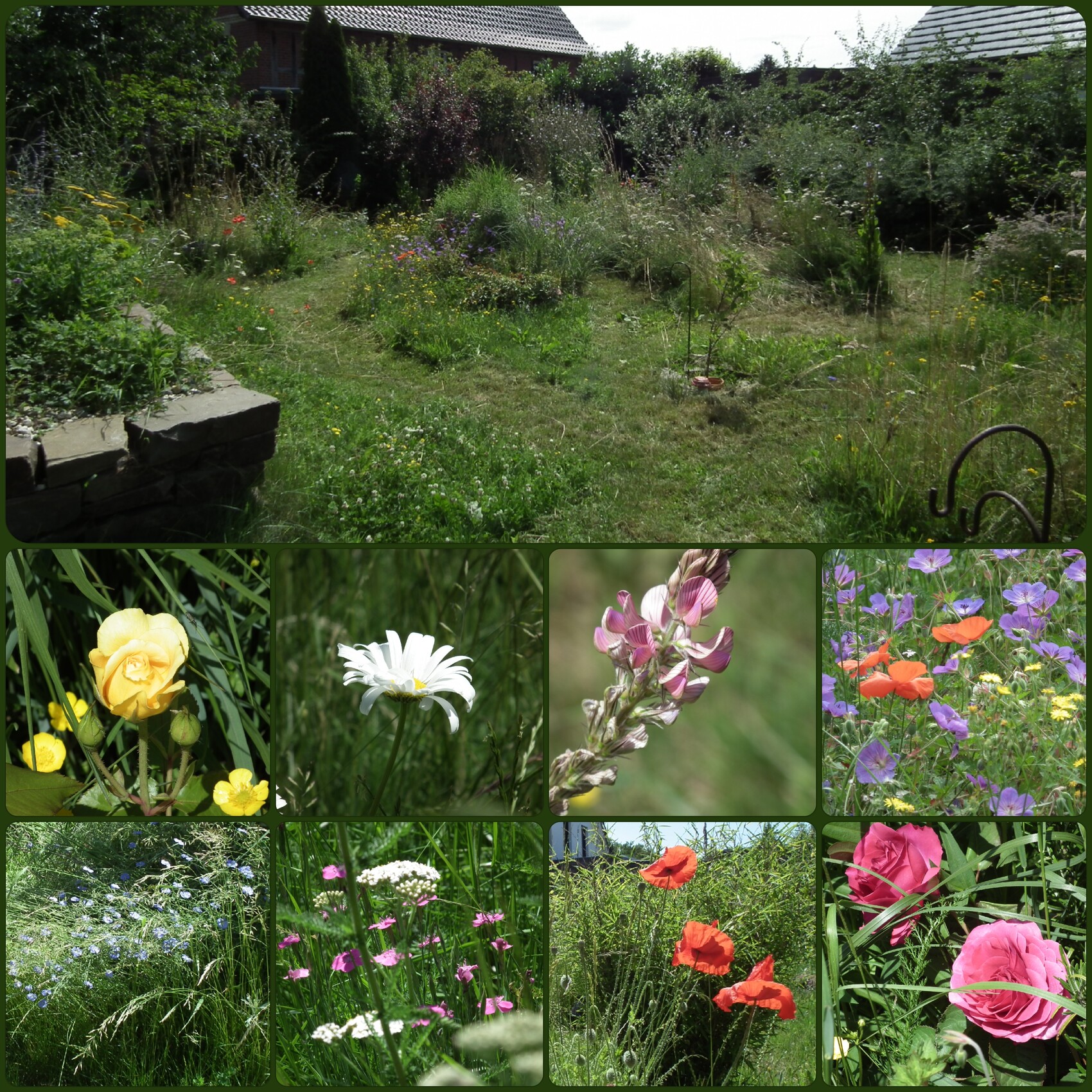 Large garden with wildflowers; collage of close-ups of yellow, white, and red blossoms.