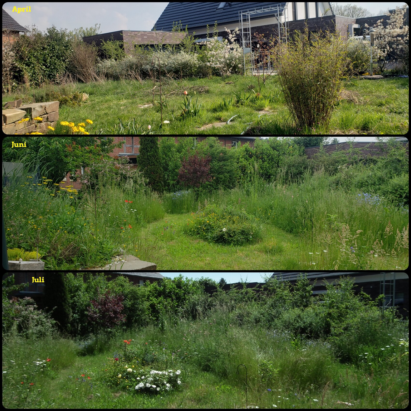 Garden over three months: April, June, July – wild, overgrown grass, flowers, houses in the background.