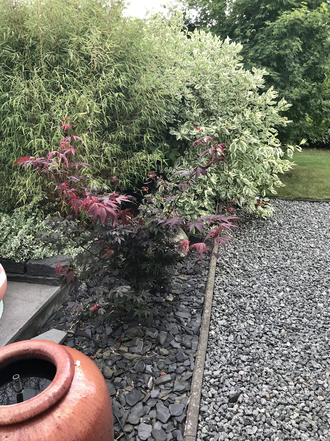 Garden view: gravel path, red Japanese maple, green and white shrub, bamboo and terracotta pot.