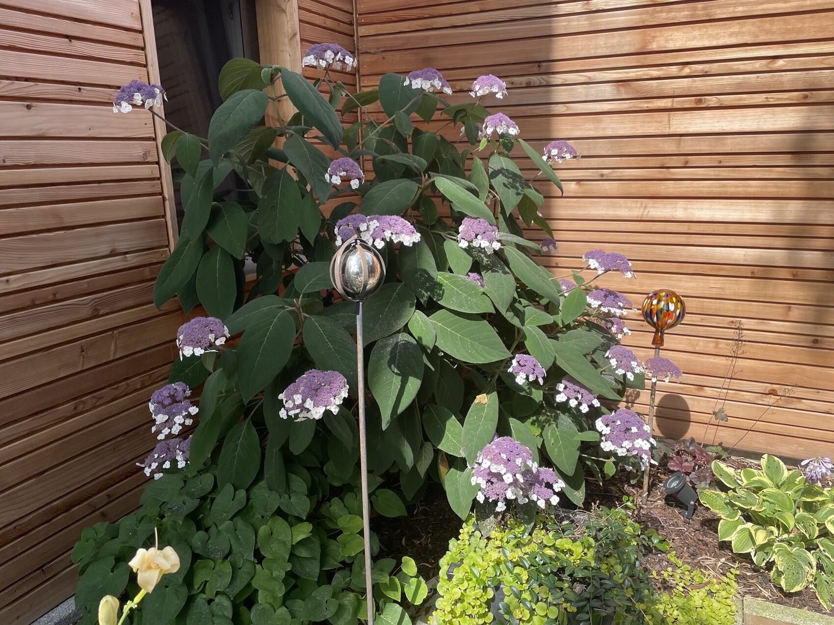 Large hydrangea with purple flower heads in front of wooden wall; garden ornaments in the foreground.