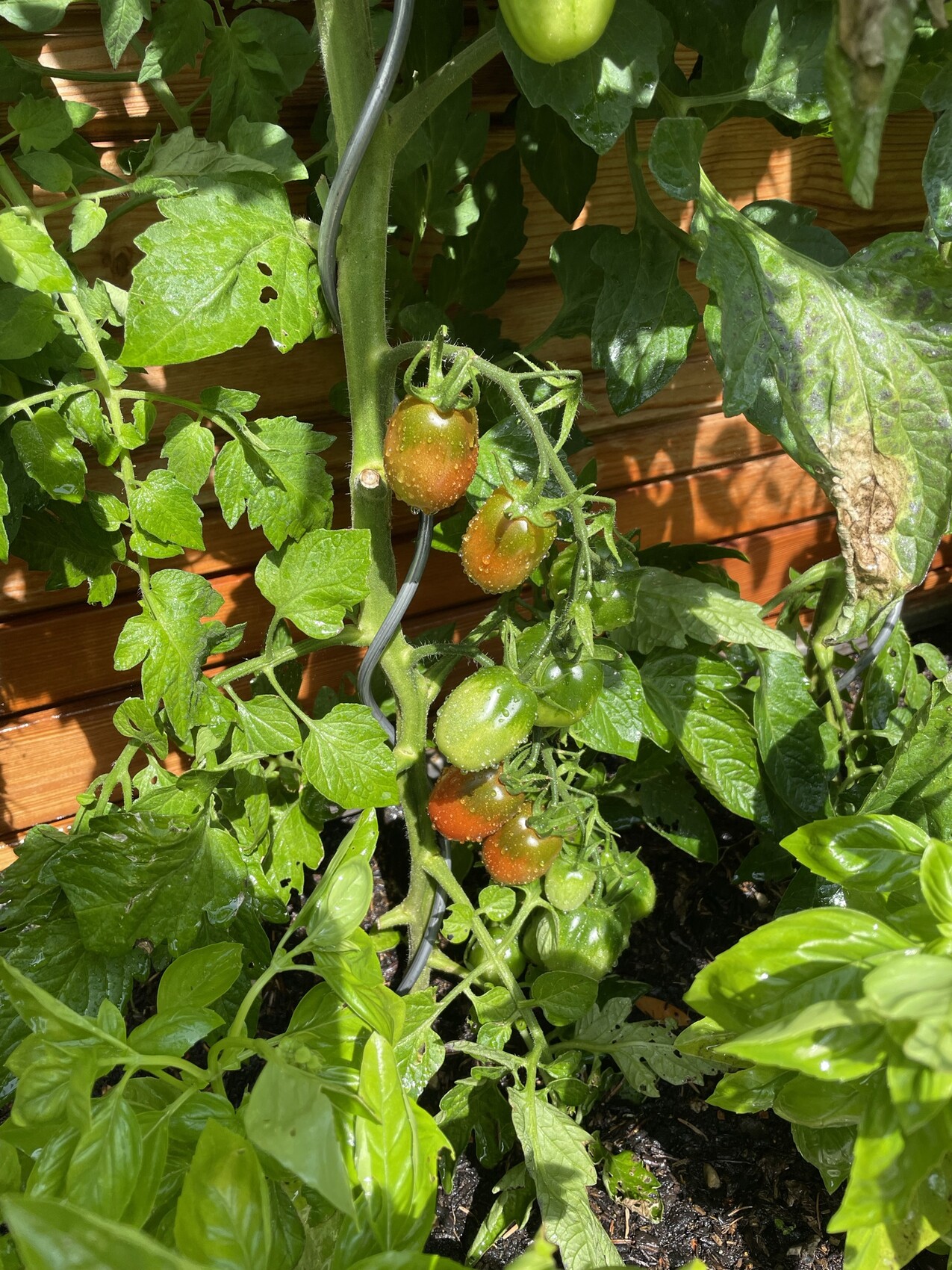Climbing tomato plant with green and orange cherry tomatoes, basil in the foreground.