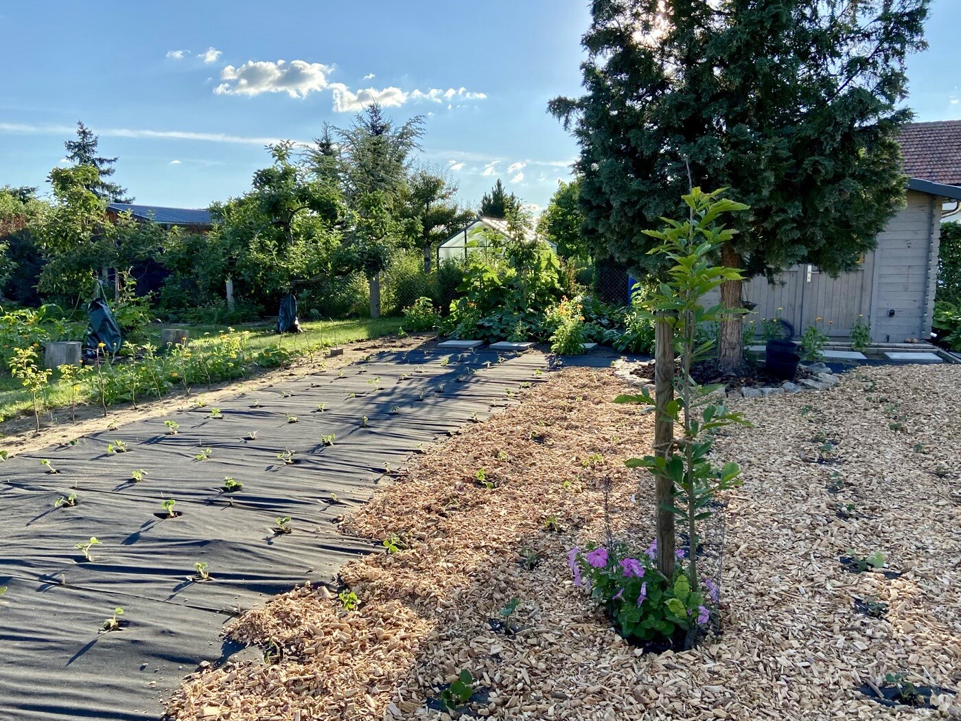 Garden with young plants on black mulch fabric, trees, vegetable bed, and garden shed.