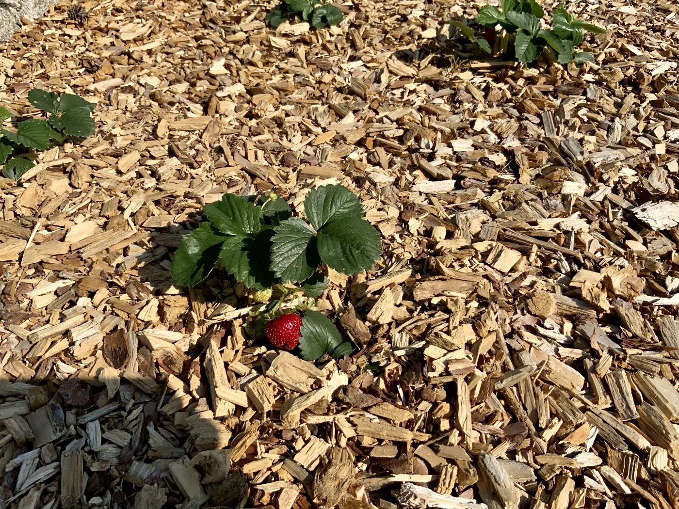 Small strawberry plant growing out of wood mulch, red strawberry visible.