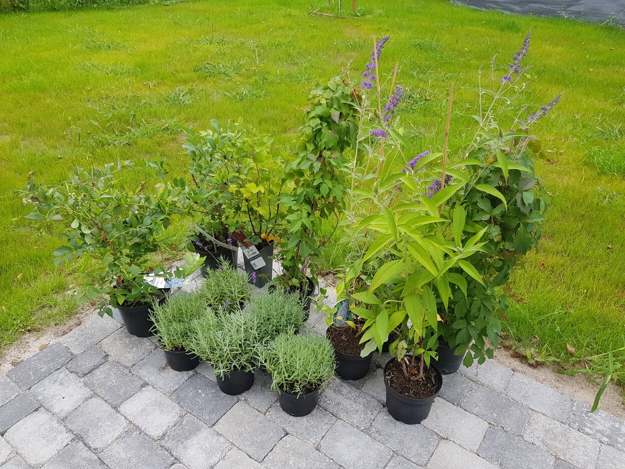 Several potted plants on a paved surface: lavender with purple flowers and green shrubs.