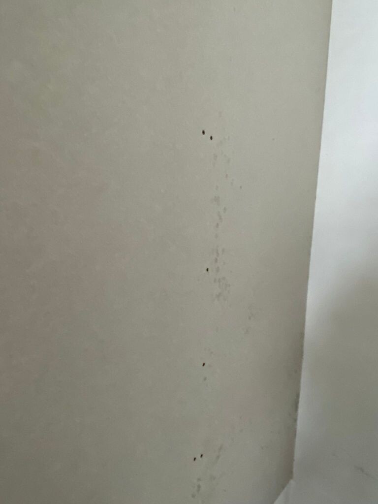 Light-colored interior wall with a vertical line of small dark spots.