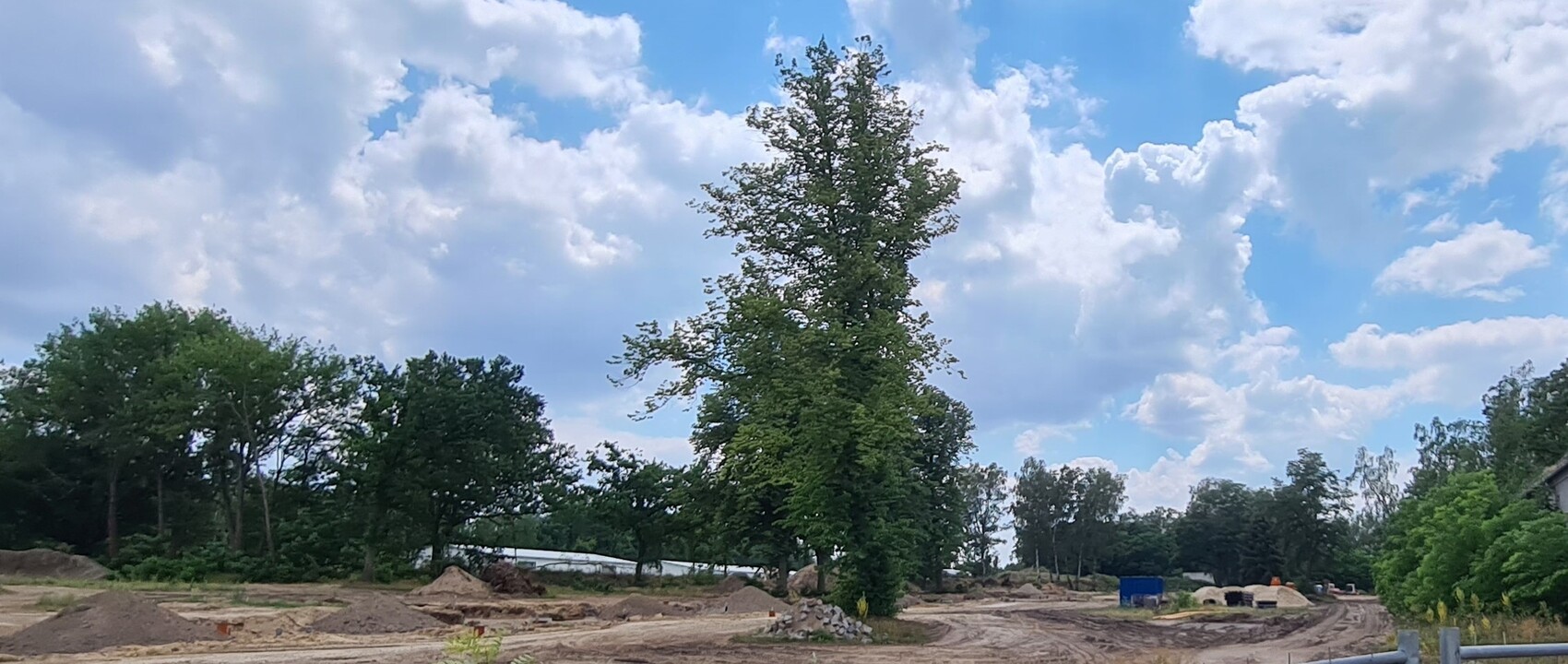 Großer Baum im Baugelände, Erdhaufen, umliegende Bäume, wolkiger Himmel.