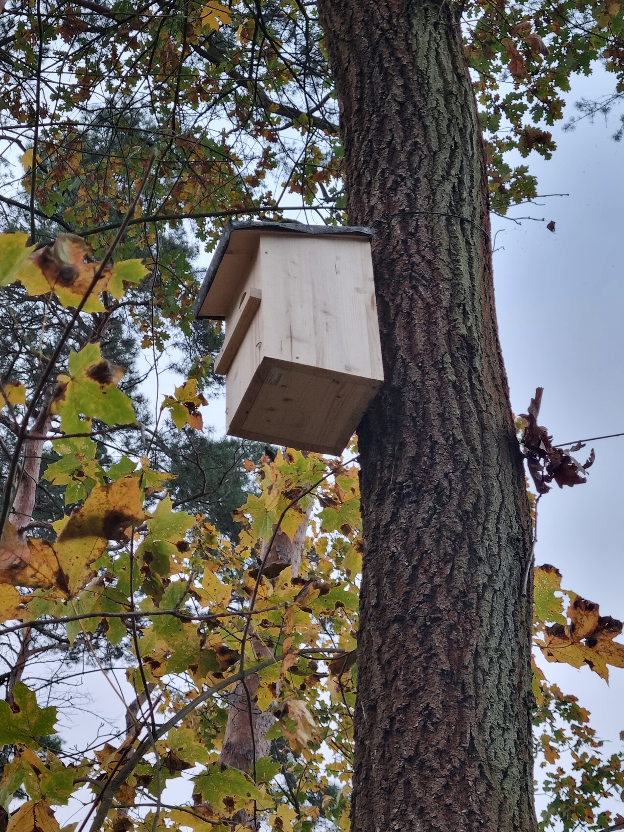 Wooden birdhouse attached to a tree trunk, surrounded by autumn leaves.