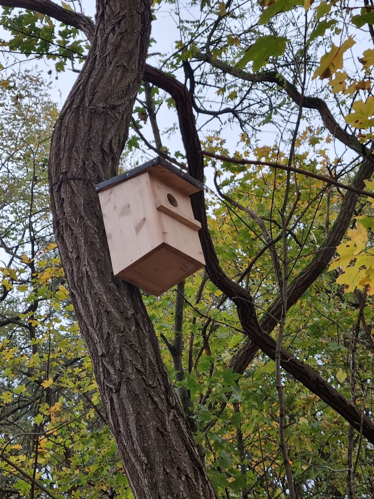 Wooden birdhouse hanging on a tree trunk in an autumn forest with yellow leaves.
