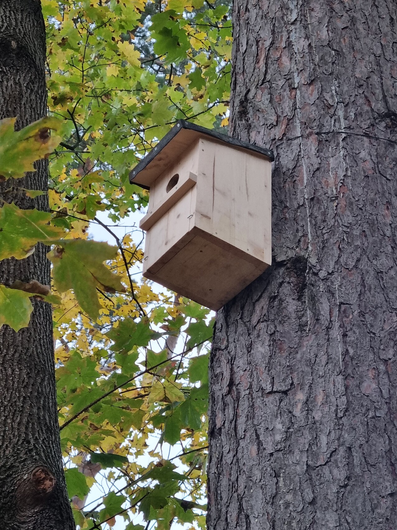 Wooden bird nesting box on a tree trunk, surrounded by green and yellowish leaves.