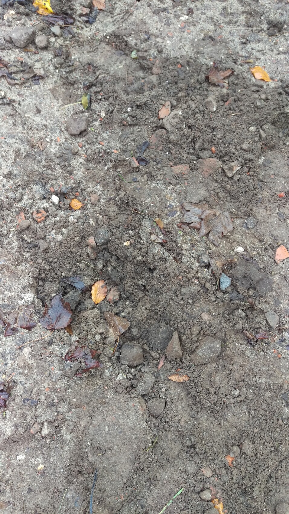 Loose soil with leaves, pebbles and stones.