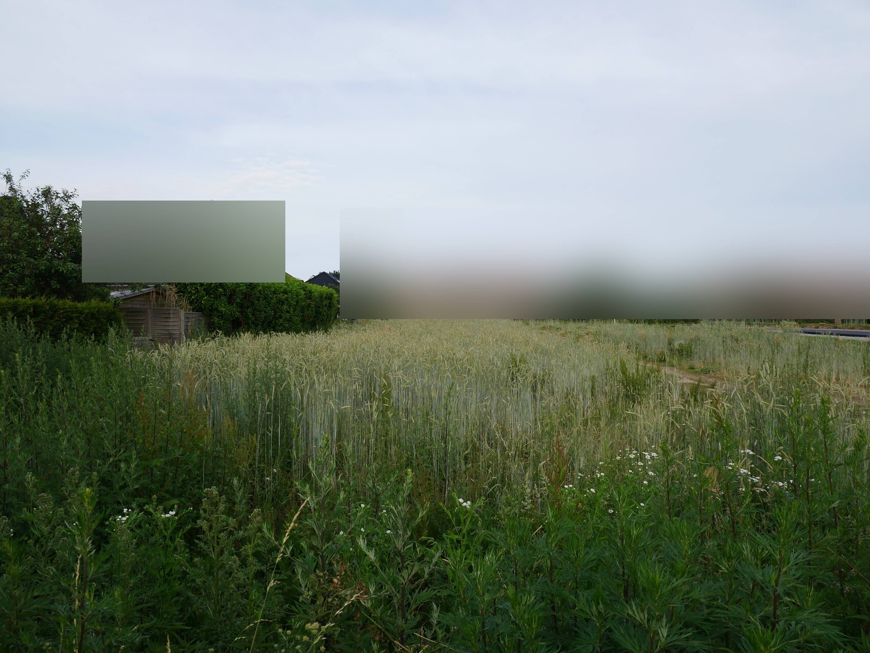 Grasfeld, linke Hecke, Hütte dahinter; zwei große unscharfe Graublöcke.