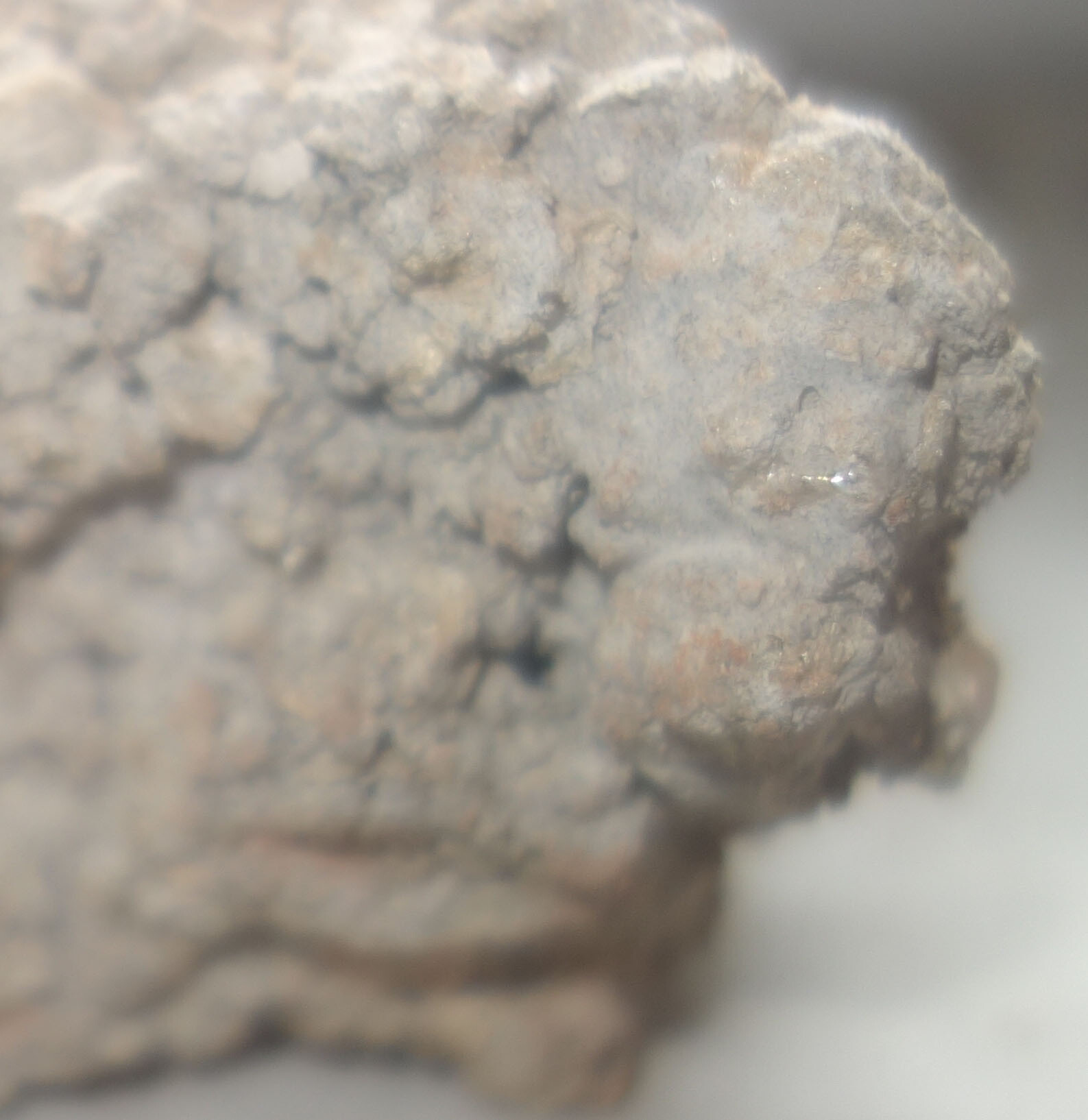 Close-up of a rough, gray-brown rock piece with an irregular surface.