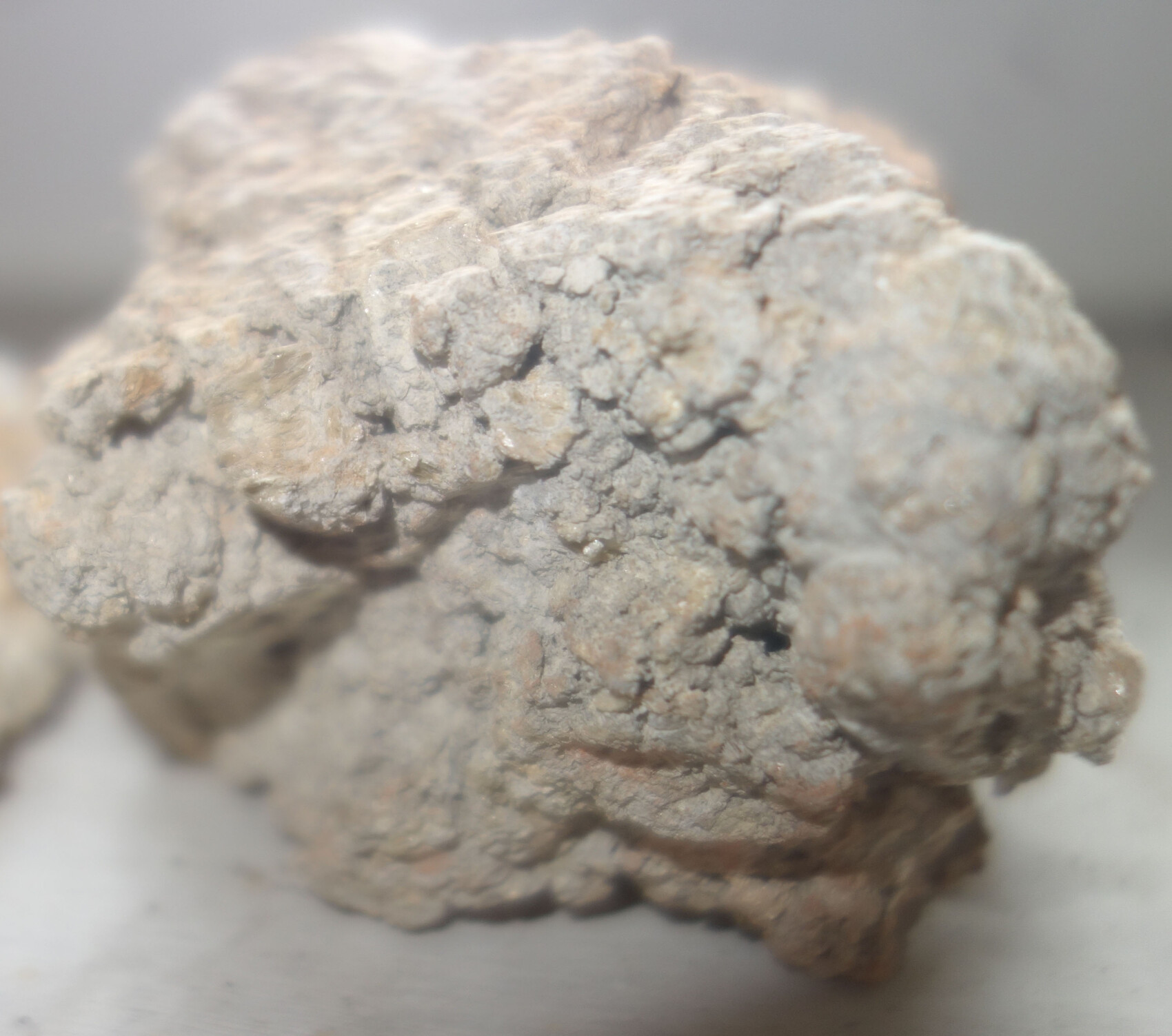 Coarse, light gray rock sample with lumpy, rough surface.