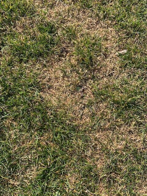 Close-up of grass with green and brown patches on lawn area.