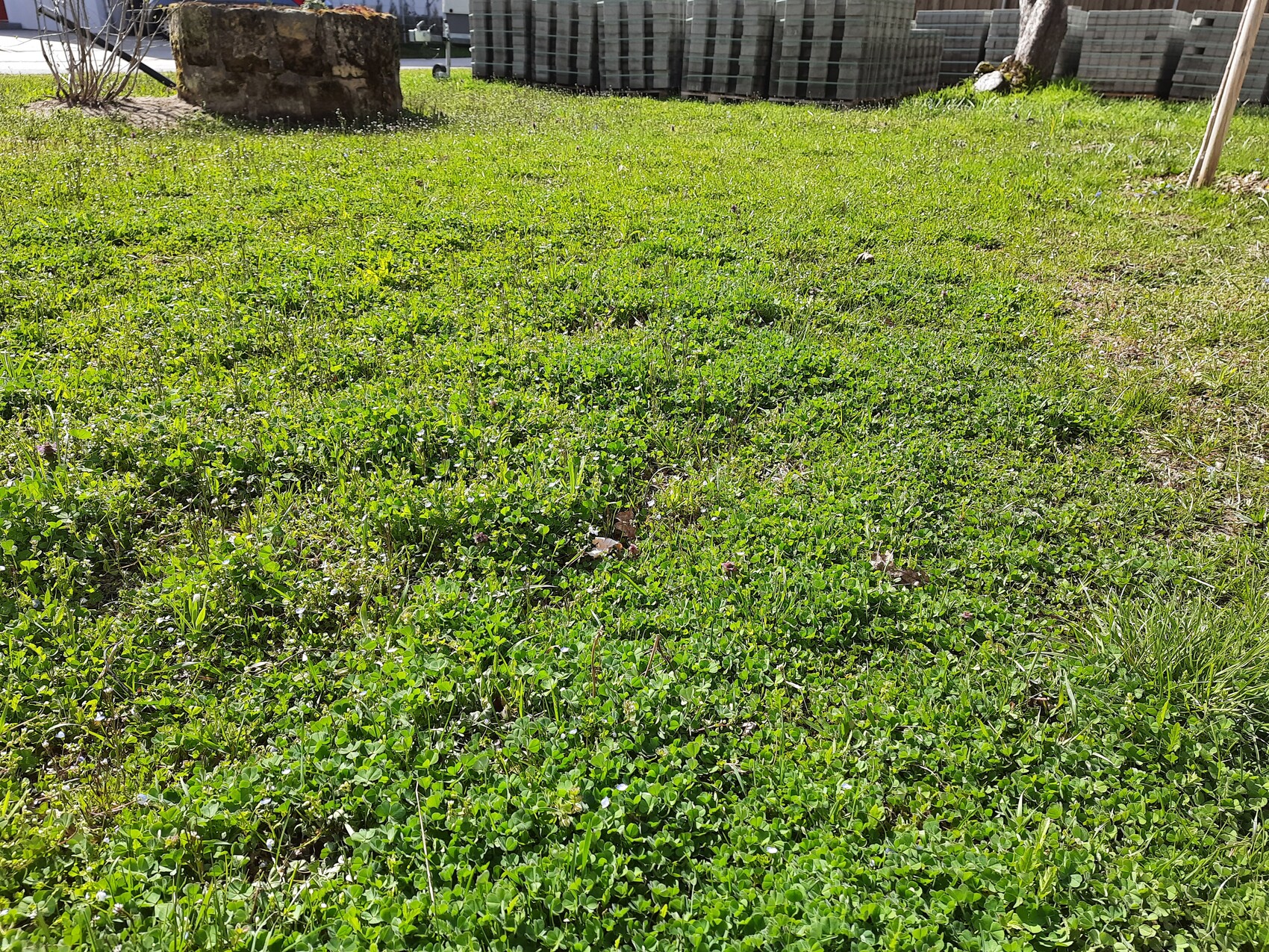 Green lawn covered with clover; construction pallets in the background.