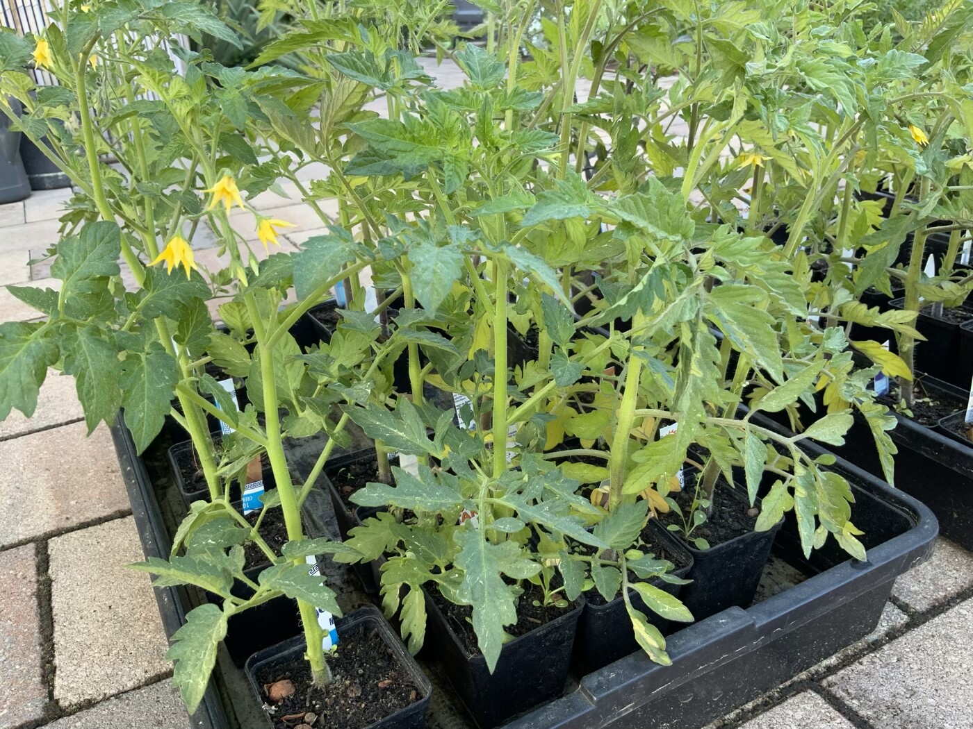 Tomato plants in black pots, yellow flowers, on paving.