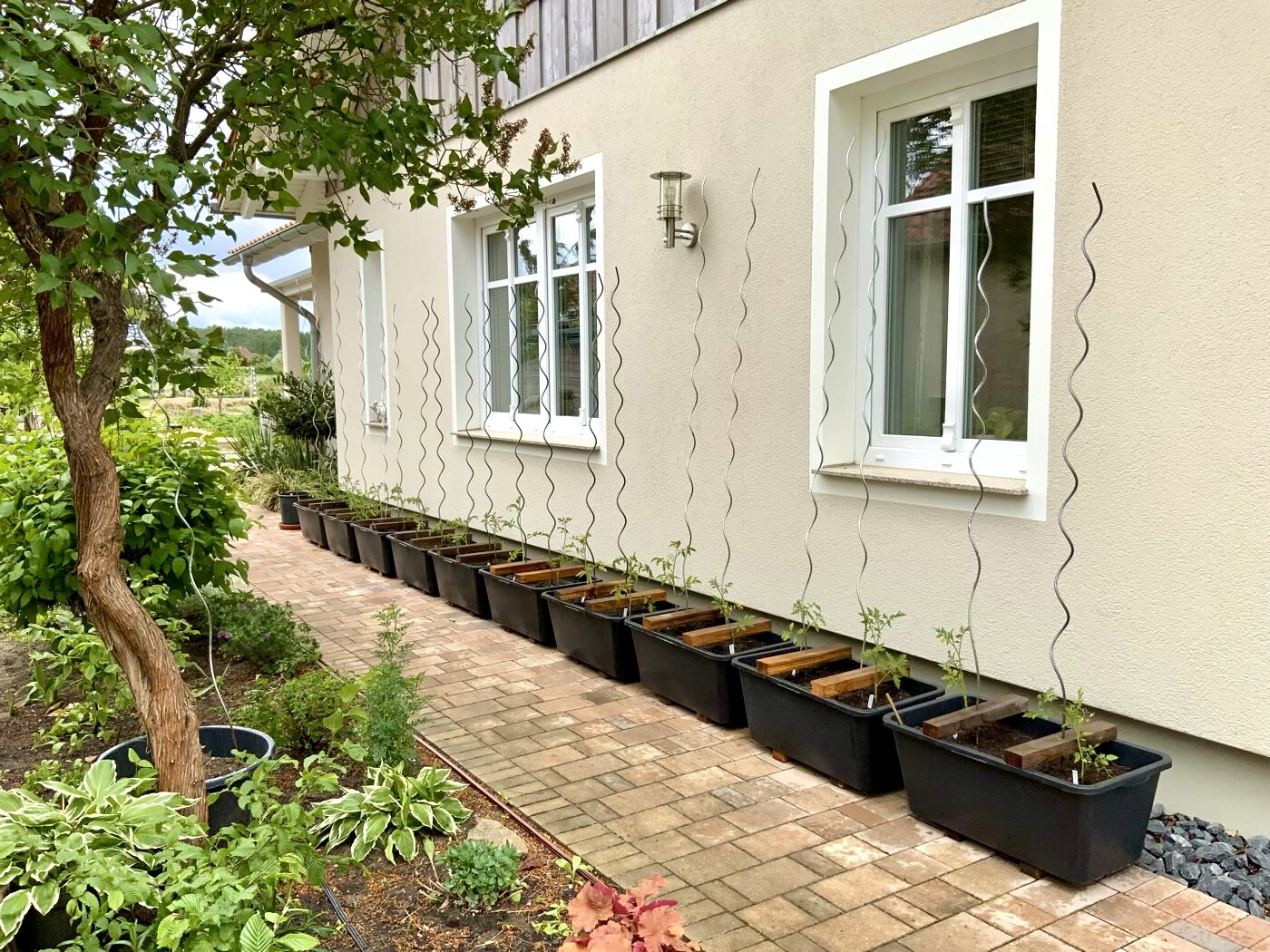 Garden path next to light exterior wall with white windows; rectangular planter boxes with young plants.