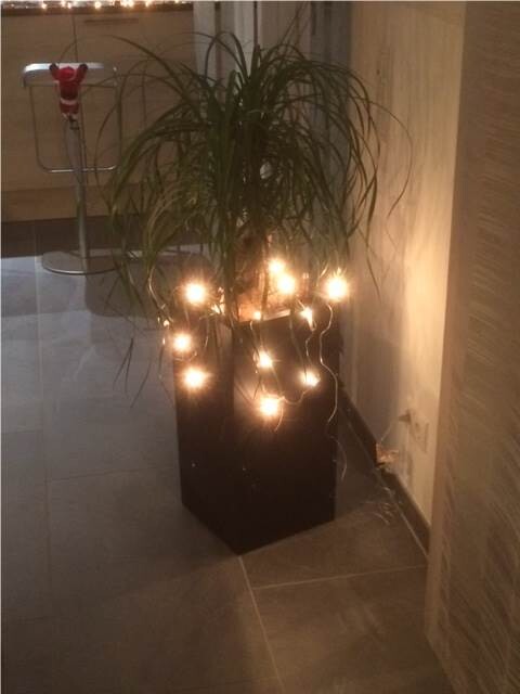 Houseplant in black pot with string lights indoors next to hallway wall