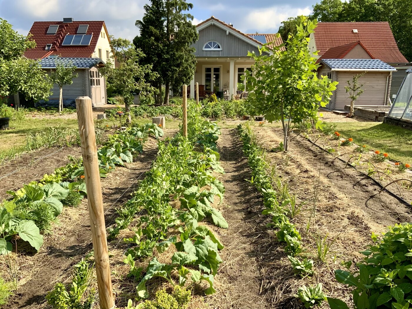 Garden with rows of beds, wooden posts, trees, and residential houses with red roofs in the background