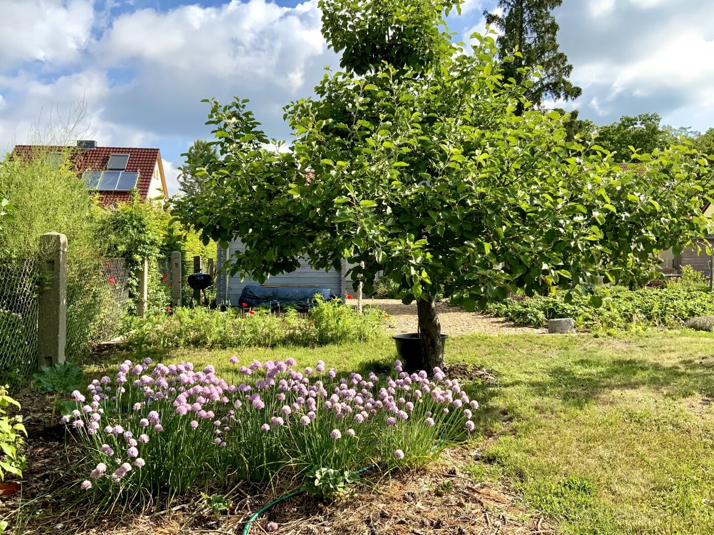 Small garden with tree in a pot, pink allium flowers in the foreground, house in the background.
