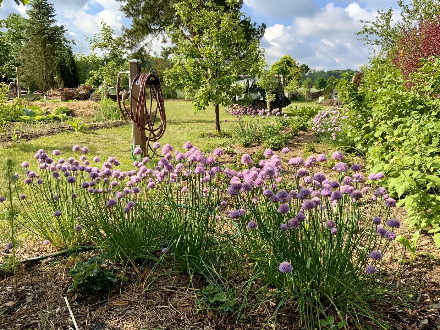 Garden view with purple allium flowers in the bed and a wooden post with garden hose