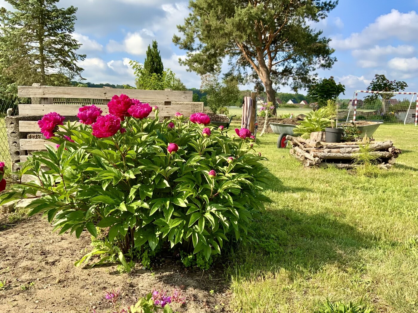 Garden with pink peonies in front of a wooden wall, tree, lawn, and garden tools.
