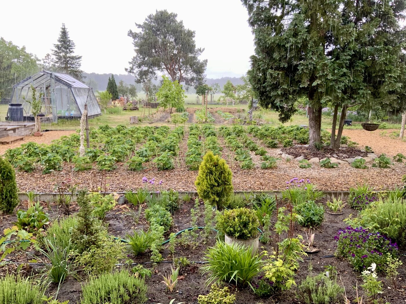 Garden with vegetable beds, ornamental plants, trees, and a small greenhouse on the left in the background.