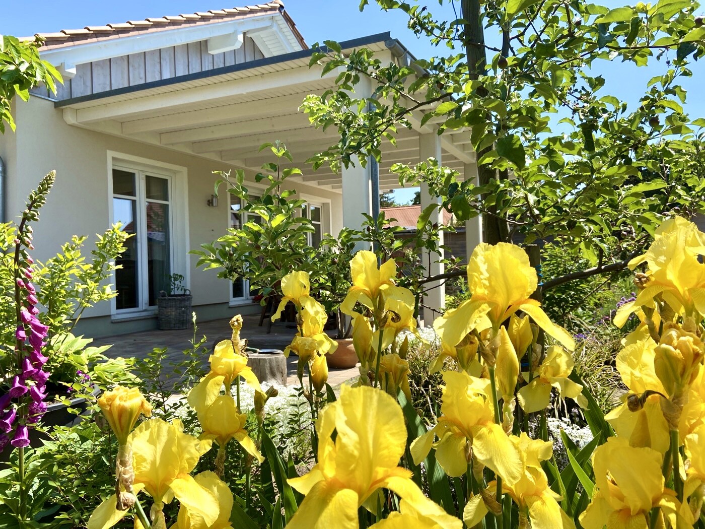 Garden with yellow iris flowers in front of a bright house with a veranda in the sunshine