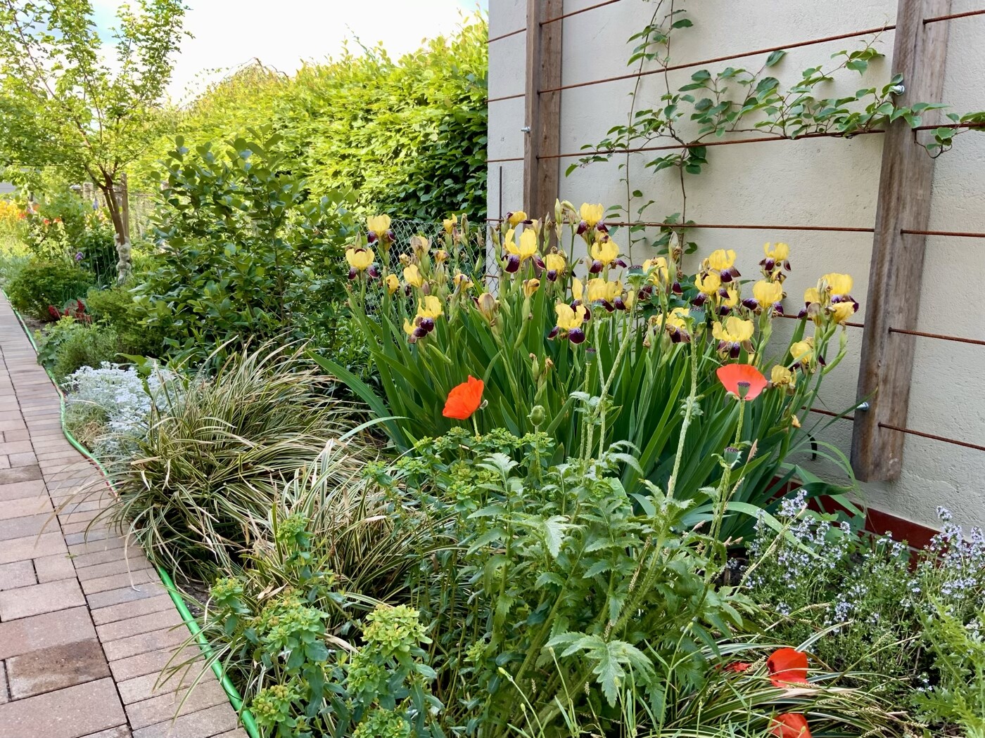 Garden bed by the paved path with yellow iris flowers, red poppies, and ornamental grass in front of a wall.