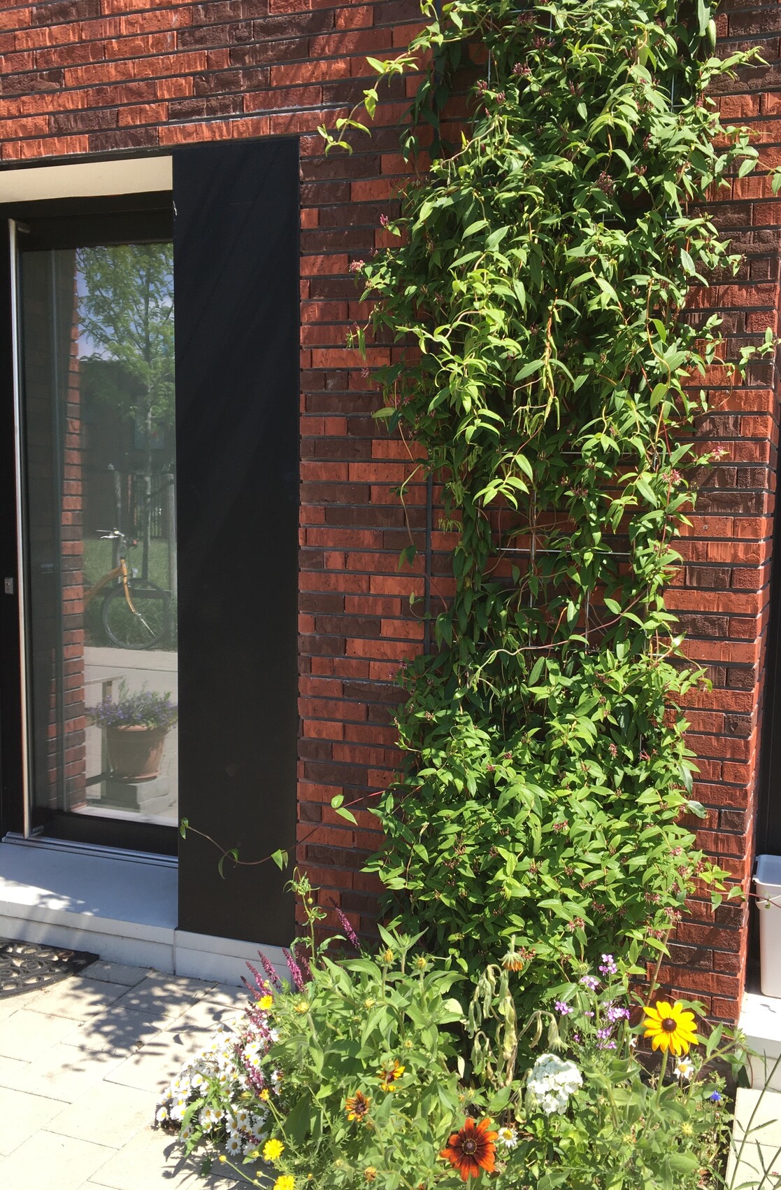 Red brick wall with climbing plant; colorful flowers in the bed at the entrance, glass window to the left.