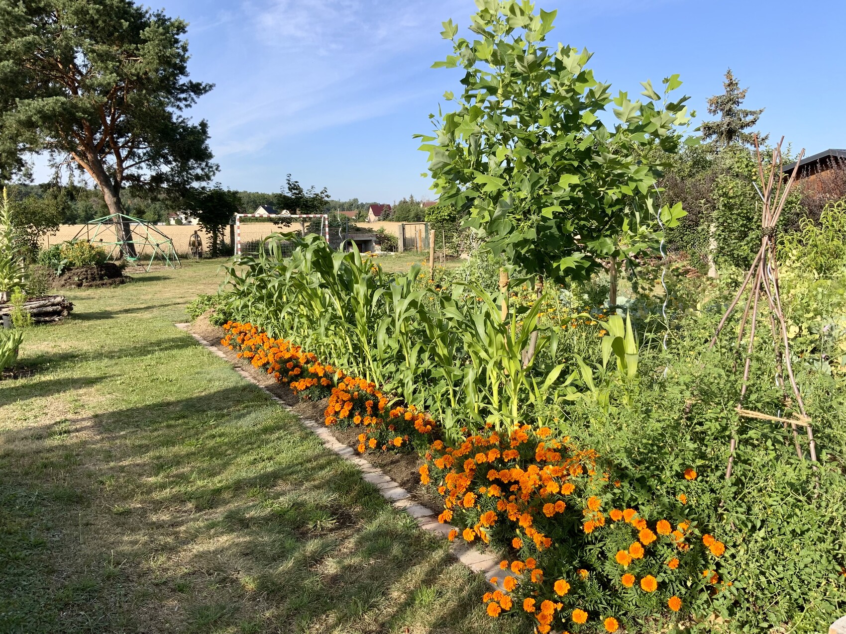 Garden with orange marigold beds at the edge, green plants and a tree in the background