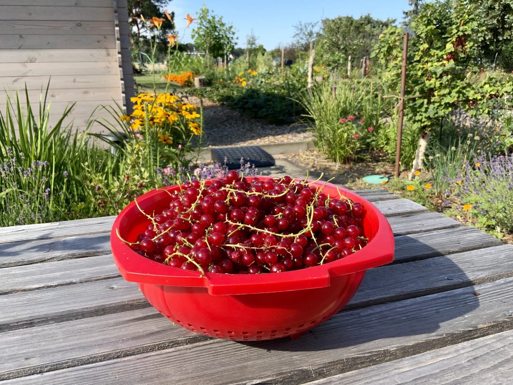 Red currants in a red bowl on a wooden table in the garden.