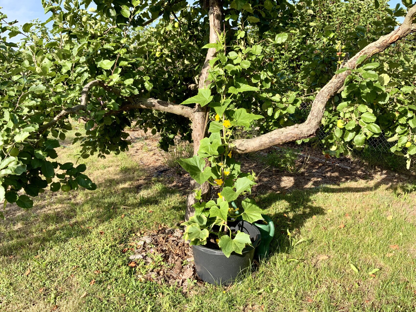 Tree in a black planter; climbing yellow-flowered plant on the trunk, grass in the background.