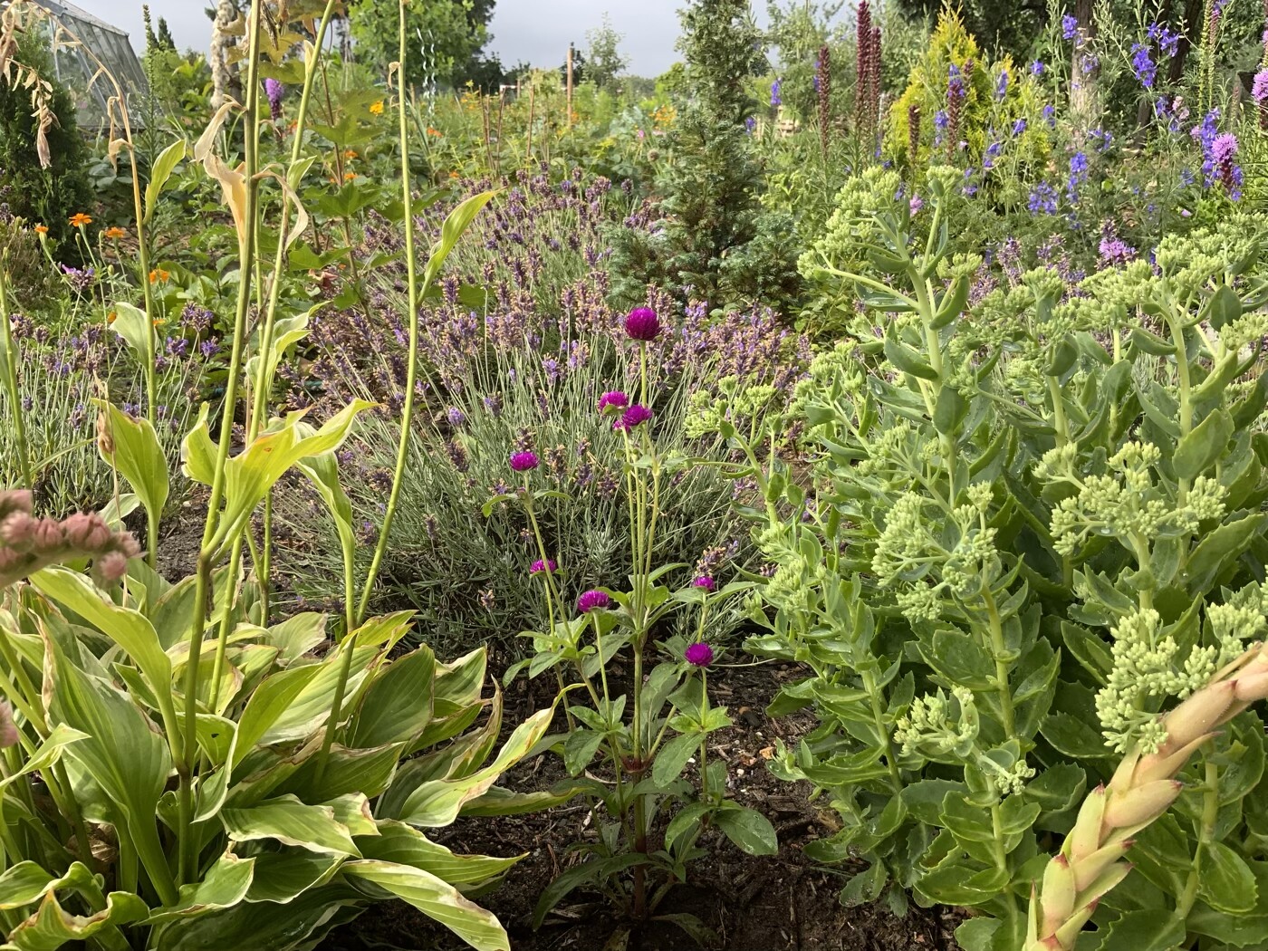 Bunter Garten mit violetten Kugelblüten, Lavendel, grünem Laub (Hostas) und Stauden.