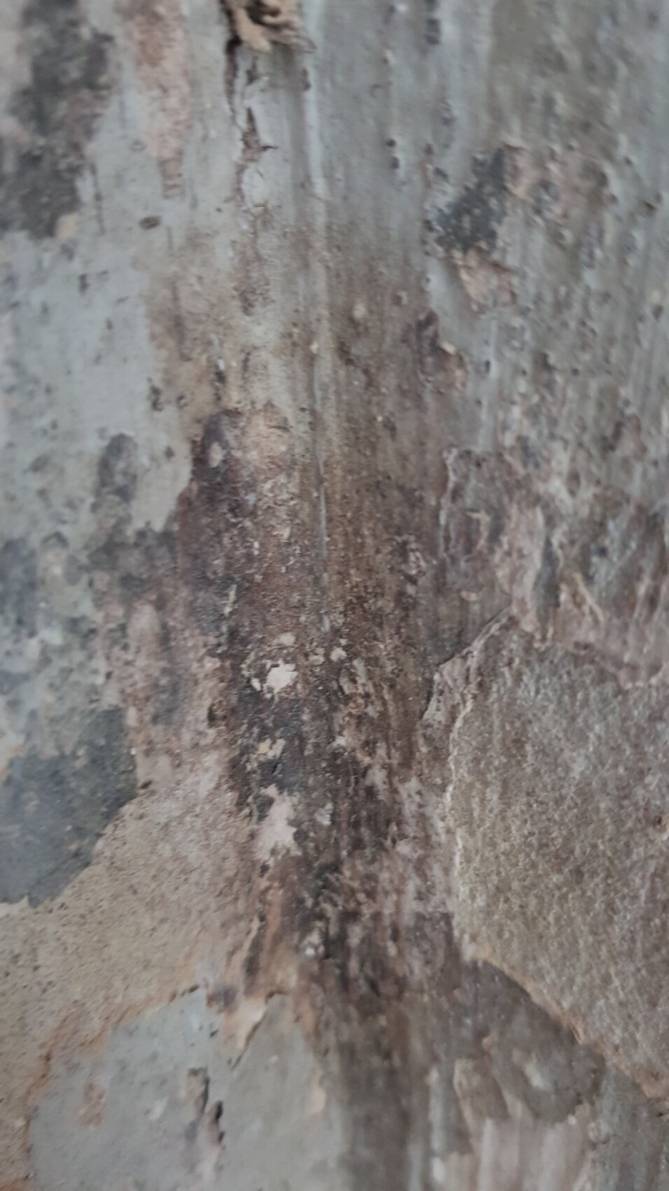 Close-up of weathered tree bark with brown and gray spots and rough texture.
