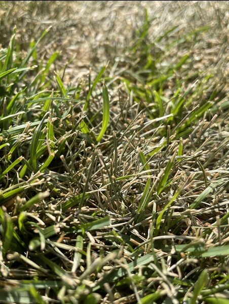 Close-up of grass with green and brown dry blades.