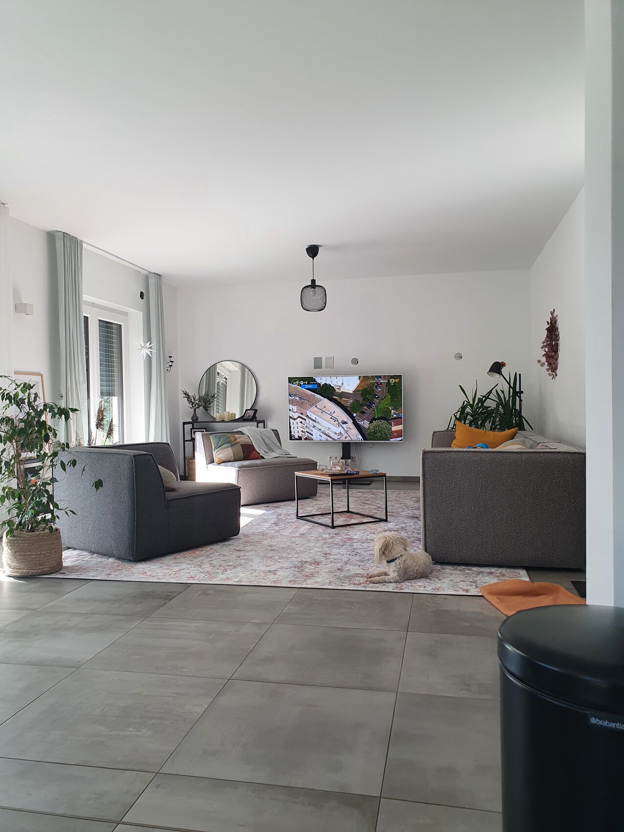 Living room with two gray sofas, TV, coffee table, mirror, plants; dog sitting on the rug.